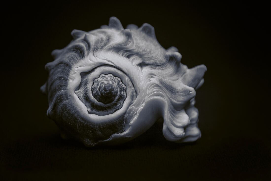 Black and white photo of a detailed conch shell against a black background